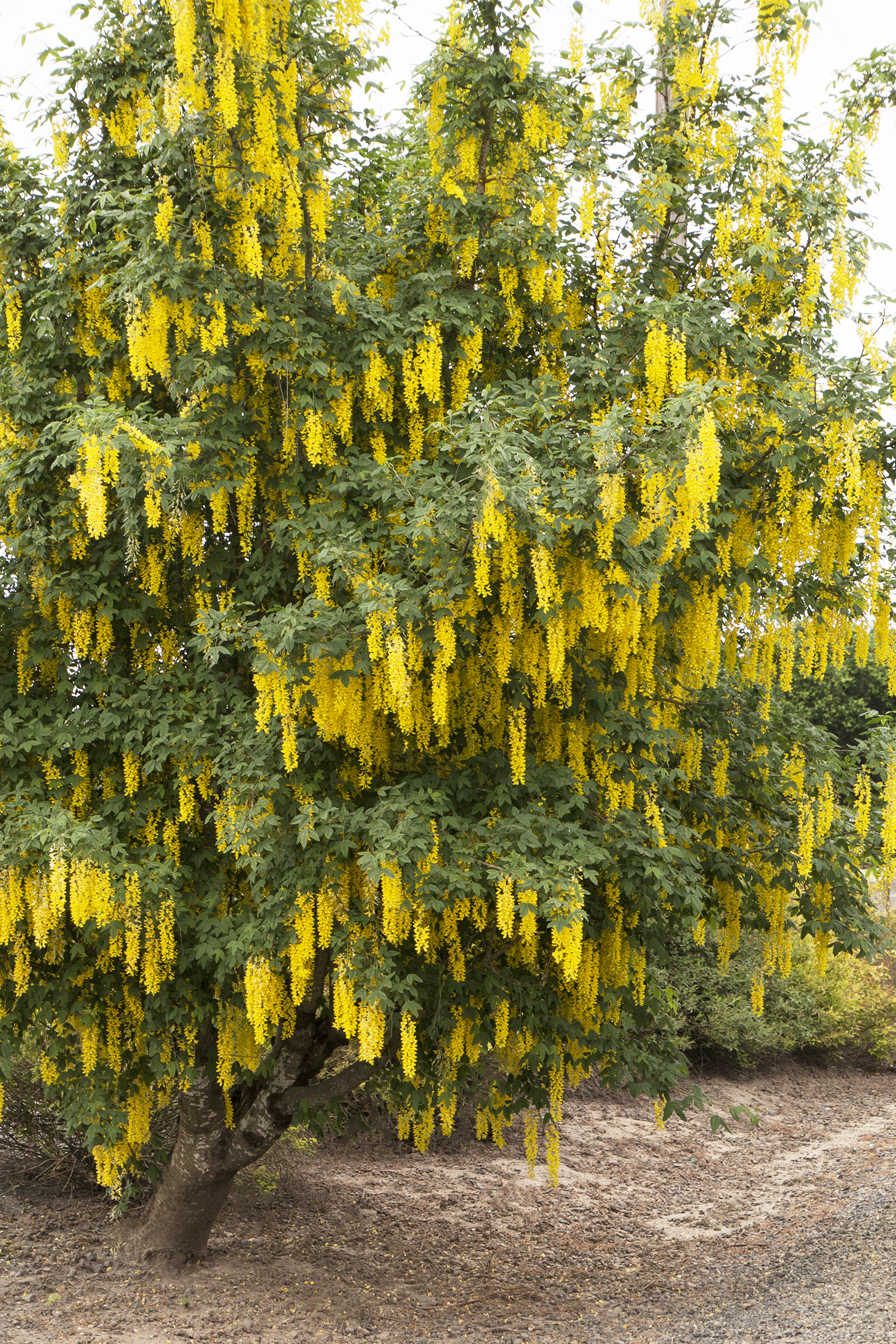 Laburnum watereri 'Vossii'
